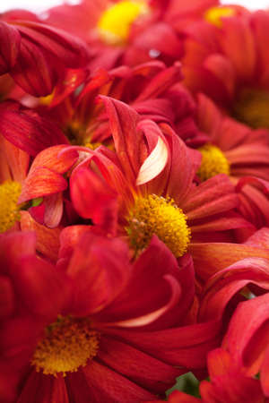 Close up view of a heap of red flowersの写真素材