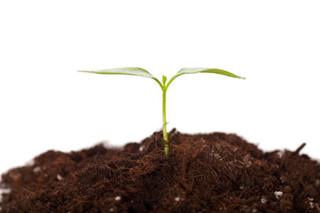 Green sprout growing from soil isolated over white backgroundの写真素材