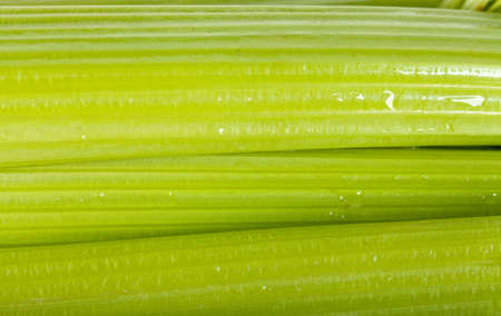 Macro view of fresh green stems of celeryの写真素材