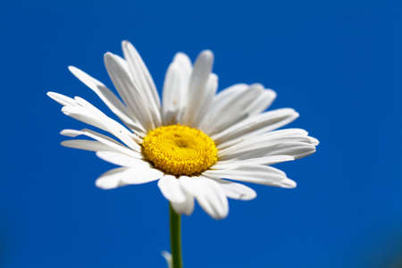 Macro view of single camomile over sky backgroundの写真素材