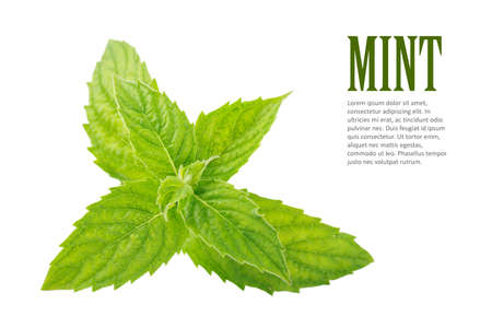 Two fresh green mint leaves isolated over white background