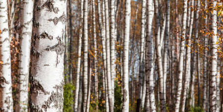 Birch forest landscape background, late autumnの写真素材