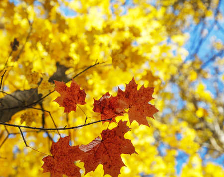 Red and yellow leaves on maple tree in Octoberの写真素材