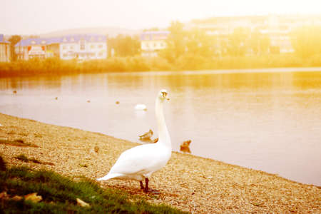 White Goose at sunset near the lakeの写真素材