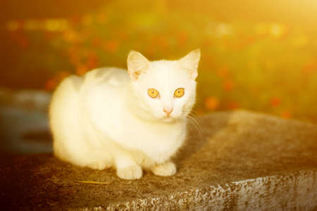 White cat with yellow eyes sitting on the grass in the sunset colors in the sunlight.の写真素材
