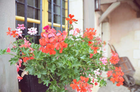 Geraniumの写真素材
