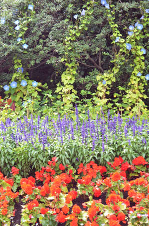 Flower Bed の写真素材