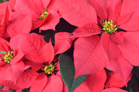 poinsettiaの写真素材