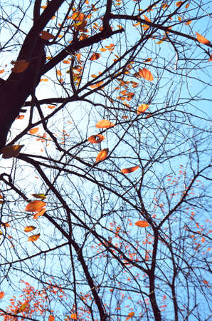 autumn leavesの写真素材