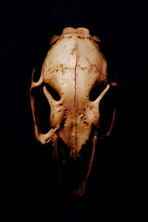 mouseの写真素材