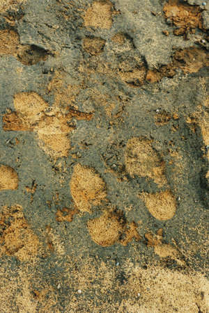 footprintの写真素材