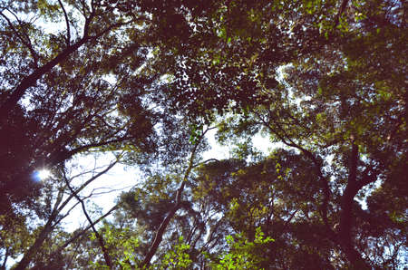 forestの写真素材