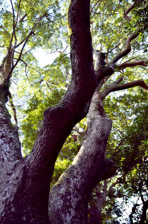 tree