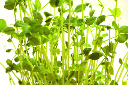 green peaの写真素材