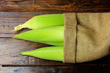 Corn cob, fresh, harvested from plantation inside sack on rustic wooden table. space for text. top...