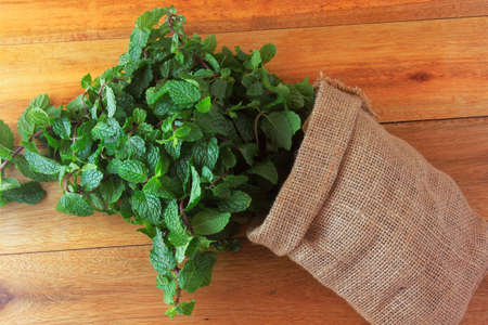 Group of fresh organic green mint in rustic fabric bag on rustic wooden table. Aromatic peppermint with medicinal and culinary uses. Top viewの写真素材