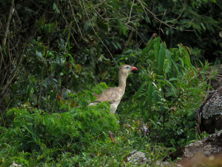 Red-legged Seriema (Cariama cristata - Siriema) Typical bird of Brazil's cerrados. It reaches an average height of 70 centimeters and can reach 90 centimeters. Front viewの写真素材