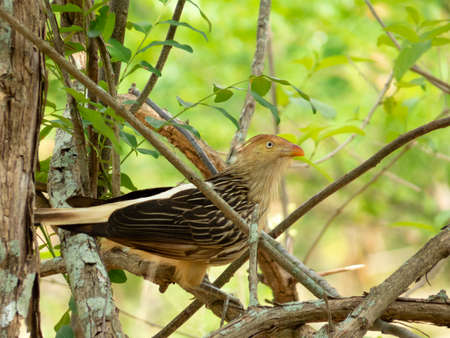Guira Cuckoo on Tree Branch Photographed in Brazilian Atlantic Rainforest. Bird of fauna of Brazil and South Americaの写真素材