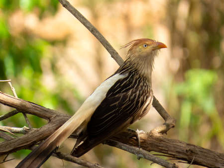 Guira Cuckoo on Tree Branch Photographed in Brazilian Atlantic Rainforest. Bird of fauna of Brazil and South Americaの写真素材
