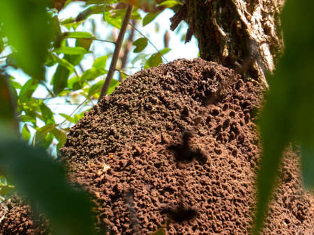 termite nest in colony on tree. These insects are responsible for destroying wooden objects and houses. Front viewの写真素材