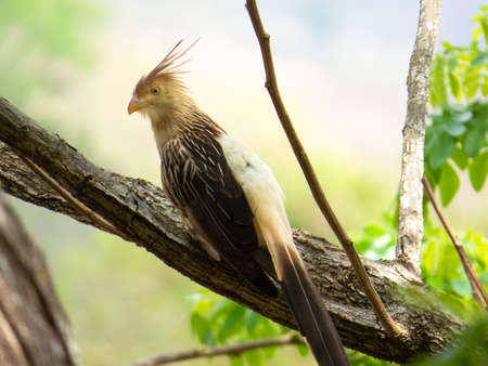Guira Cuckoo on Tree Branch Photographed in Brazilian Atlantic Rainforest. Bird of fauna of Brazil and South Americaの写真素材