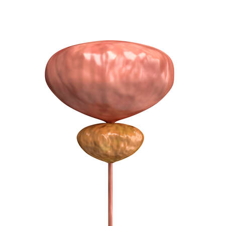 Examination of the prostate gland by urologist to diagnose diseases such as prostatitis, cancer, adenoma. Preventive treatment of urology. 3D renderingの写真素材