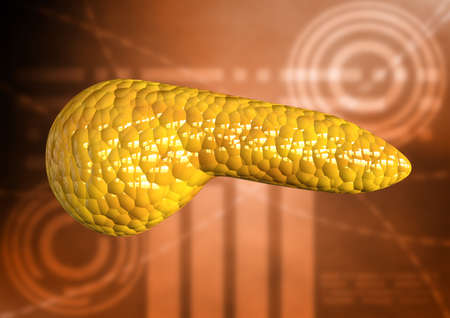 pancreas, human body organ isolated on scientific background. 3D renderingの写真素材