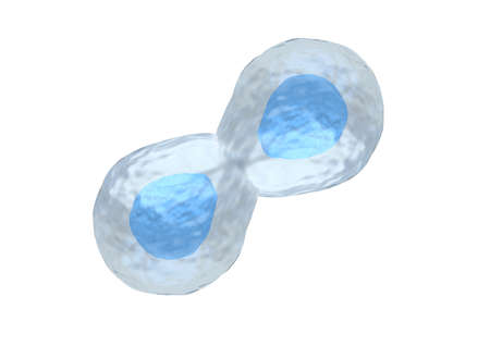 process of dividing the stem cells on white background. 3D renderingの写真素材