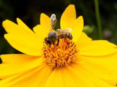 closeup worker bee pollinating yellow flower in beautiful garden. wild honey production
