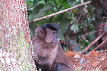Capuchin monkey (Sapajus) Sitting on a Trunk Tree. close up