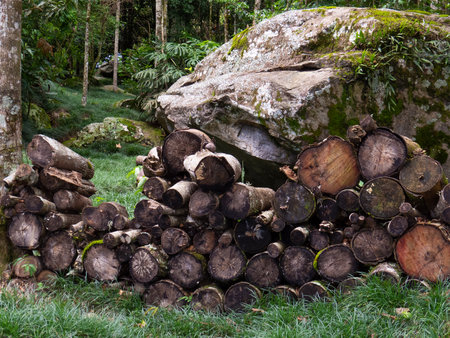Landscape with wood logs cut for fireplace stacked in the forest. close up viewの写真素材