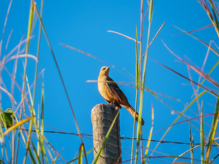Bird of the species Mimus saturninus, commonly known as Chalk-browed mockingbird perched on a wooden...