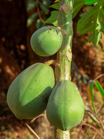 papaya tree with a bunch of green fruits in rural area. close upの写真素材
