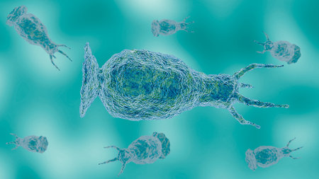 Naegleria fowleri, a brain-eating amoeba, suspended in a microscopic environment, causing a rare and serious brain infection. 3D illustration.の写真素材