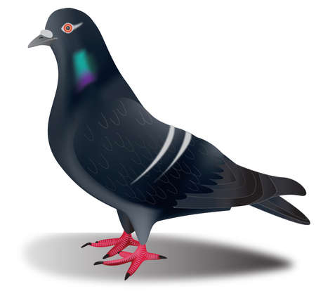 Gray pigeon, city bird standing isolated on white background.のイラスト素材