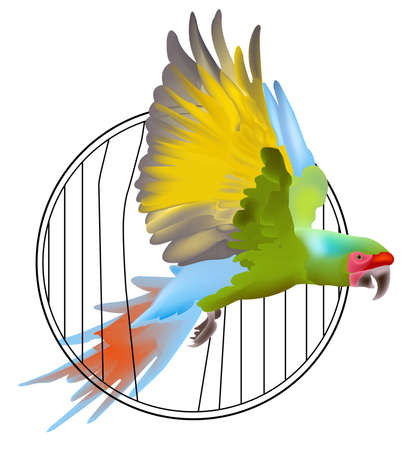 Macaw parrot flying out of the cage. Vector bird.のイラスト素材