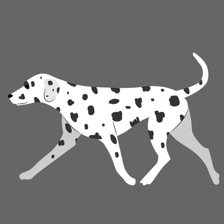 Beautiful and big Dalmatian walks nobly gaitのイラスト素材