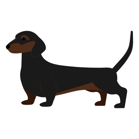 Dachshund dog. Vector illustration of a dachshund dog.のイラスト素材