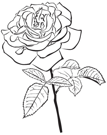 The contour image of a large rose with a lush flowerのイラスト素材