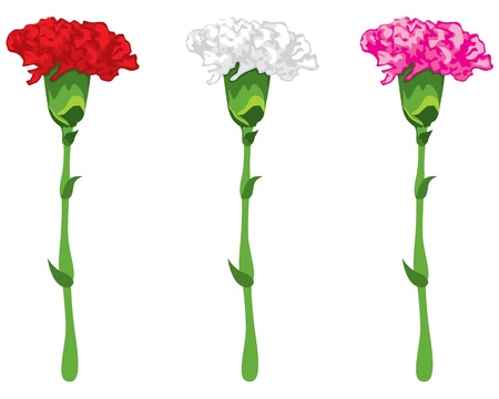 Flowers carnations, pink, red and whiteのイラスト素材