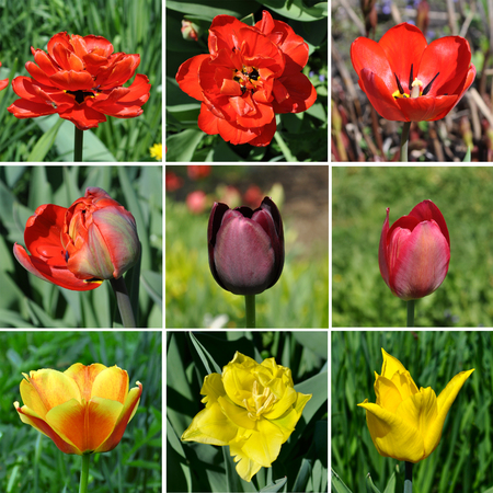A set of images of tulip flowersの写真素材