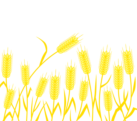 Ripe ears of wheat on a white backgroundのイラスト素材