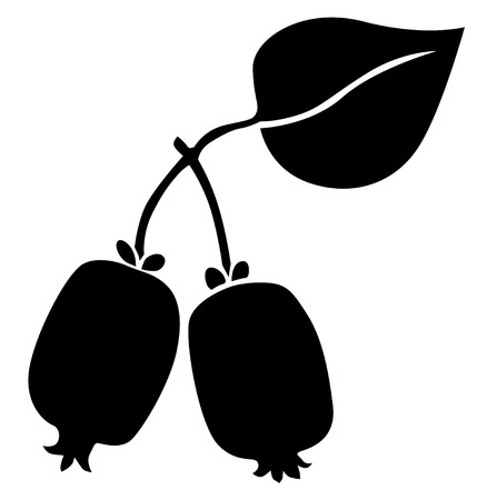 Silhouette black and white image of Actinidia berriesのイラスト素材