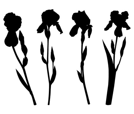 Vector illustrations of a set silhouette of iris pogon flowerのイラスト素材