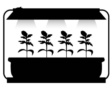 Vector illustrations of adaptations seedling lightingのイラスト素材