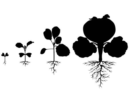 Vector illustrations of Set of silhouettes of cabbages plants at different stagesのイラスト素材