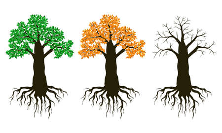 Vector illustrations of big tree in summer, autumn, winter and spring. Setのイラスト素材