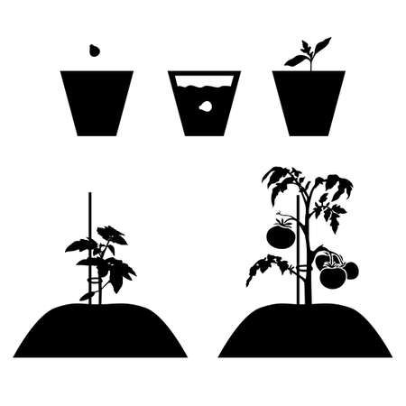 Vector illustration of growing a tomato from seed to fruiting silhouette icon setのイラスト素材