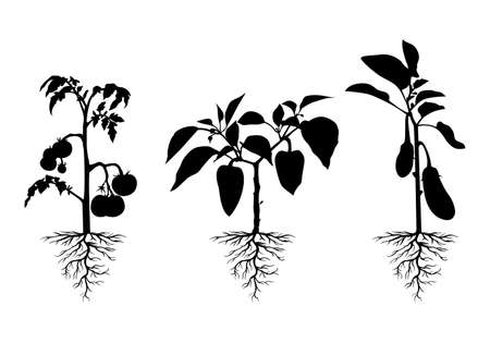 Vector illustration of silhouette tomato, pepper and eggplant plant with roots setのイラスト素材