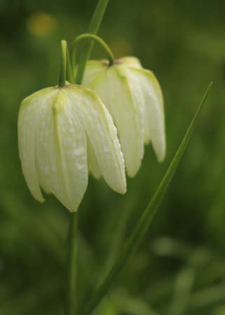 Two white snake's head fritillary wildflowersの写真素材
